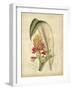 Curtis Tropical Blooms II-Samuel Curtis-Framed Art Print