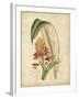 Curtis Tropical Blooms II-Samuel Curtis-Framed Art Print