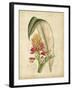 Curtis Tropical Blooms II-Samuel Curtis-Framed Art Print