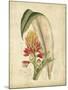 Curtis Tropical Blooms II-Samuel Curtis-Mounted Art Print