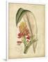 Curtis Tropical Blooms II-Samuel Curtis-Framed Art Print