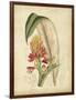 Curtis Tropical Blooms II-Samuel Curtis-Framed Art Print