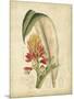 Curtis Tropical Blooms II-Samuel Curtis-Mounted Art Print