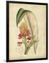 Curtis Tropical Blooms II-Samuel Curtis-Framed Art Print