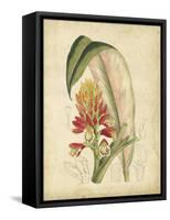 Curtis Tropical Blooms II-Samuel Curtis-Framed Stretched Canvas