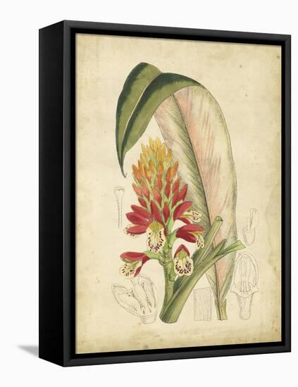 Curtis Tropical Blooms II-Samuel Curtis-Framed Stretched Canvas