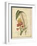 Curtis Tropical Blooms II-Samuel Curtis-Framed Art Print