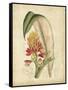 Curtis Tropical Blooms II-Samuel Curtis-Framed Stretched Canvas