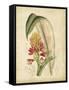 Curtis Tropical Blooms II-Samuel Curtis-Framed Stretched Canvas