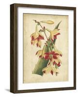Curtis Tropical Blooms III-Samuel Curtis-Framed Art Print