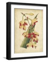 Curtis Tropical Blooms III-Samuel Curtis-Framed Art Print