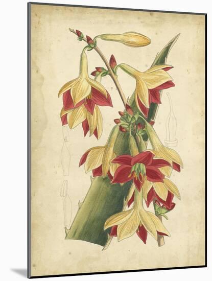Curtis Tropical Blooms III-Samuel Curtis-Mounted Art Print