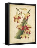 Curtis Tropical Blooms III-Samuel Curtis-Framed Stretched Canvas