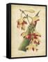 Curtis Tropical Blooms III-Samuel Curtis-Framed Stretched Canvas