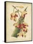 Curtis Tropical Blooms III-Samuel Curtis-Framed Stretched Canvas