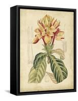 Curtis Tropical Blooms IV-Samuel Curtis-Framed Stretched Canvas