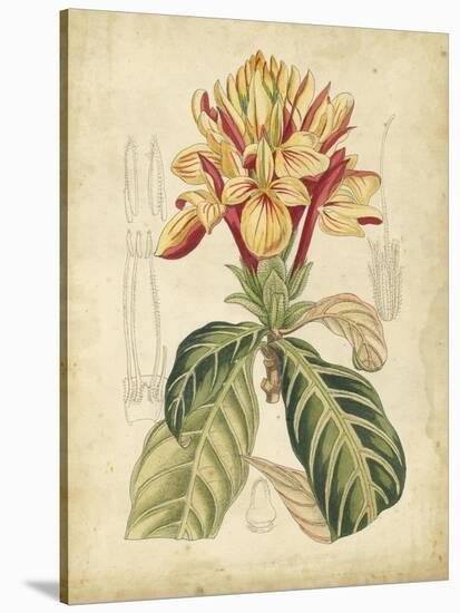 Curtis Tropical Blooms IV-Samuel Curtis-Stretched Canvas