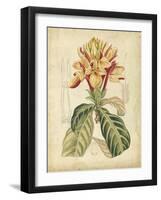 Curtis Tropical Blooms IV-Samuel Curtis-Framed Art Print