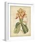 Curtis Tropical Blooms IV-Samuel Curtis-Framed Art Print