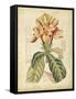 Curtis Tropical Blooms IV-Samuel Curtis-Framed Stretched Canvas