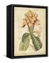 Curtis Tropical Blooms IV-Samuel Curtis-Framed Stretched Canvas