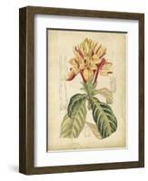 Curtis Tropical Blooms IV-Samuel Curtis-Framed Art Print