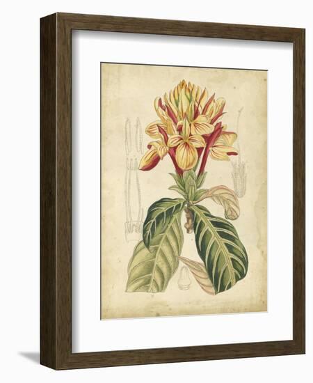 Curtis Tropical Blooms IV-Samuel Curtis-Framed Art Print