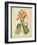 Curtis Tropical Blooms IV-Samuel Curtis-Framed Art Print