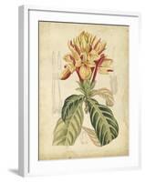 Curtis Tropical Blooms IV-Samuel Curtis-Framed Art Print