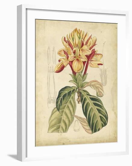 Curtis Tropical Blooms IV-Samuel Curtis-Framed Art Print