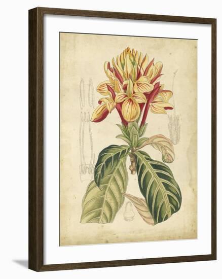 Curtis Tropical Blooms IV-Samuel Curtis-Framed Art Print