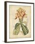 Curtis Tropical Blooms IV-Samuel Curtis-Framed Art Print