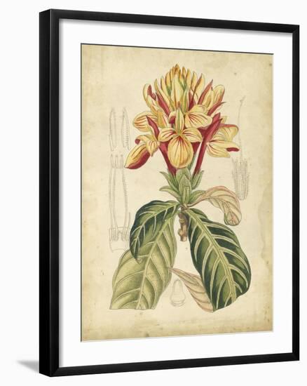 Curtis Tropical Blooms IV-Samuel Curtis-Framed Art Print