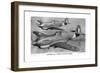 Curtiss P-40 Pursuit Fighter Planes-null-Framed Giclee Print