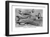 Curtiss P-40 Pursuit Fighter Planes-null-Framed Giclee Print