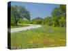 Curve in Roadway with Wildflowers Near Gonzales, Texas, USA-Darrell Gulin-Stretched Canvas