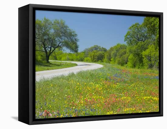 Curve in Roadway with Wildflowers Near Gonzales, Texas, USA-Darrell Gulin-Framed Stretched Canvas
