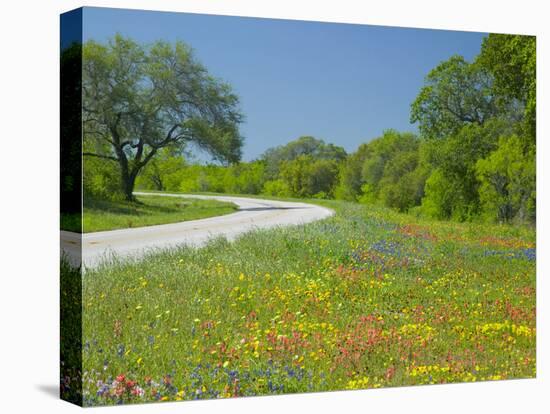 Curve in Roadway with Wildflowers Near Gonzales, Texas, USA-Darrell Gulin-Stretched Canvas