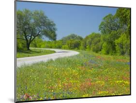 Curve in Roadway with Wildflowers Near Gonzales, Texas, USA-Darrell Gulin-Mounted Photographic Print