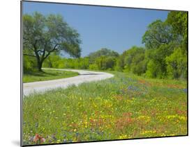Curve in Roadway with Wildflowers Near Gonzales, Texas, USA-Darrell Gulin-Mounted Photographic Print
