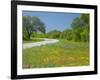 Curve in Roadway with Wildflowers Near Gonzales, Texas, USA-Darrell Gulin-Framed Photographic Print