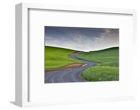 Curved gravel road through wheat and pea fields near Kamak Butte, Eastern Washington-Darrell Gulin-Framed Photographic Print