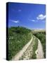 Curved Path Through Countryside, Old Winchester Hill, Hampshire, England, United Kingdom-Jean Brooks-Stretched Canvas