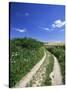 Curved Path Through Countryside, Old Winchester Hill, Hampshire, England, United Kingdom-Jean Brooks-Stretched Canvas