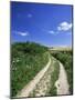 Curved Path Through Countryside, Old Winchester Hill, Hampshire, England, United Kingdom-Jean Brooks-Mounted Photographic Print