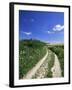 Curved Path Through Countryside, Old Winchester Hill, Hampshire, England, United Kingdom-Jean Brooks-Framed Photographic Print