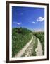 Curved Path Through Countryside, Old Winchester Hill, Hampshire, England, United Kingdom-Jean Brooks-Framed Photographic Print