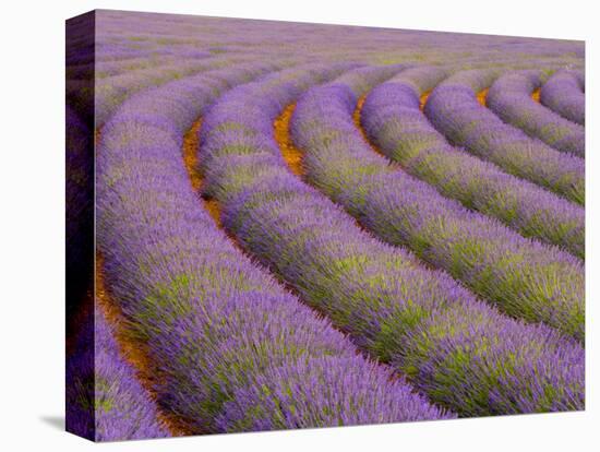 Curved Rows of Lavender near the Village of Sault, Provence, France-Jim Zuckerman-Stretched Canvas