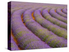 Curved Rows of Lavender near the Village of Sault, Provence, France-Jim Zuckerman-Stretched Canvas