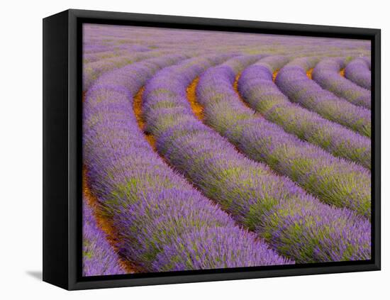 Curved Rows of Lavender near the Village of Sault, Provence, France-Jim Zuckerman-Framed Stretched Canvas